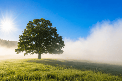 The 5 Real Root Causes of Brain Fog (and How to Treat Each) - Axolt