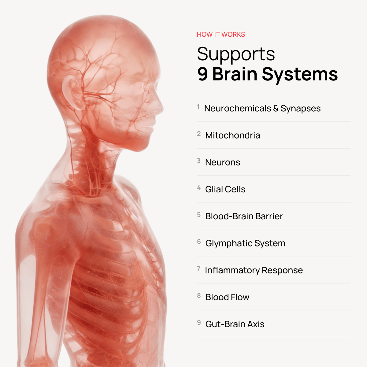 Axolt Daily Packs Offer - Axolt - Axoltbrain