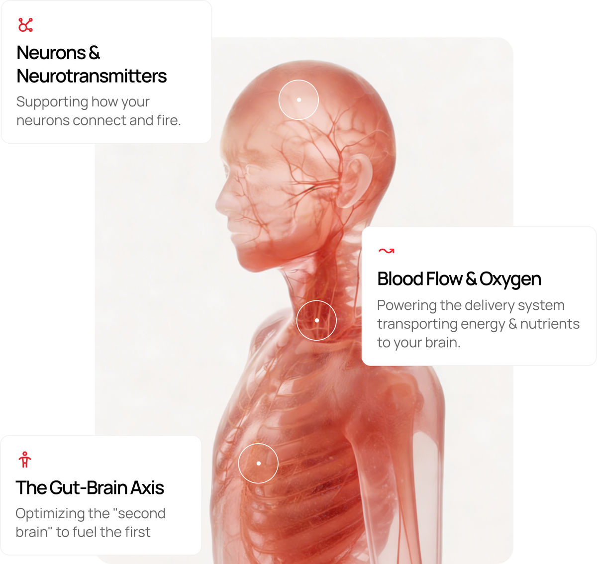Axolt | Brain Supplement for Focus, Clarity & Long-Term Performance